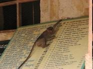 Monkey Movie Link