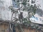 monkeymovie